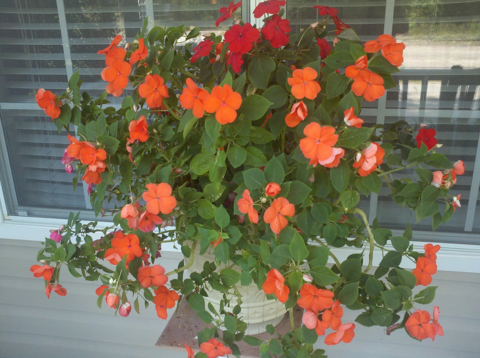 The Ambitious Gardener: Square Foot Garden update