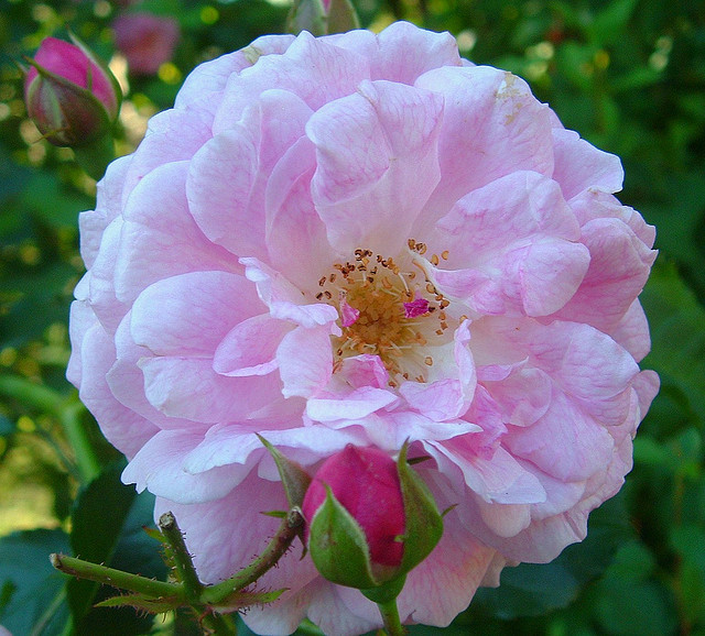 The beautiful building The Best and Classic Old Garden Roses!