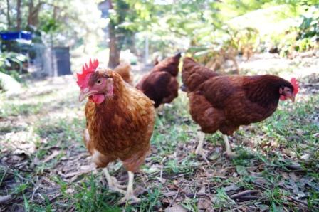 mini dinosaur chickens australia