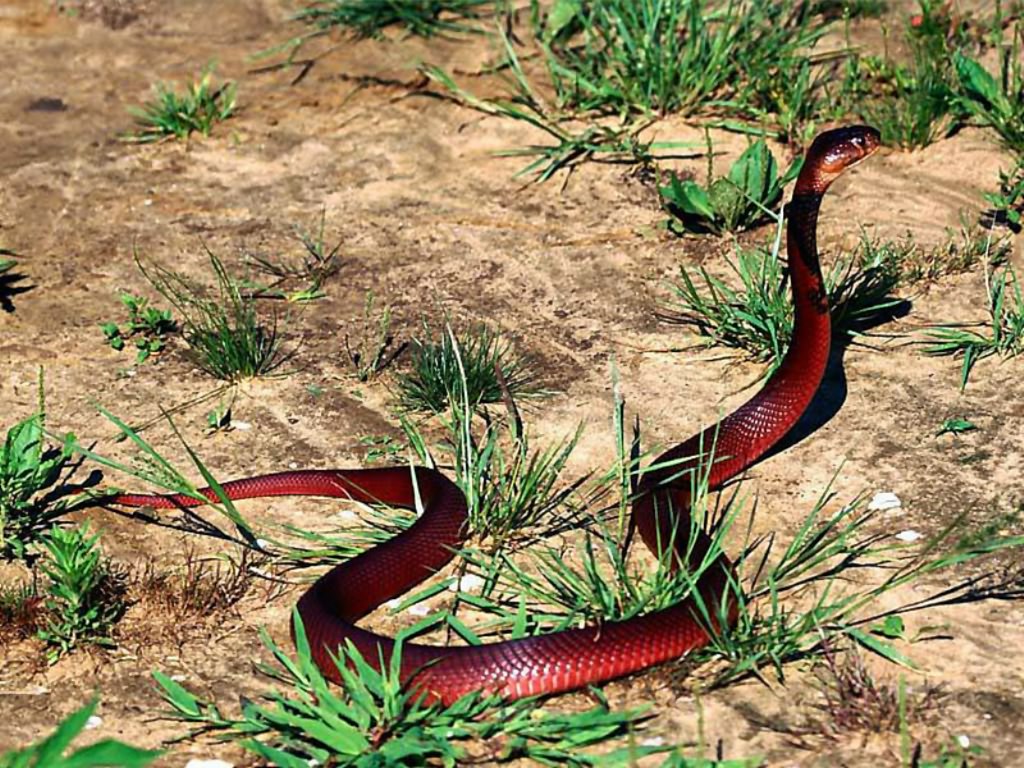 http://4.bp.blogspot.com/-boTBgq0lIpE/T-mzhGUZkoI/AAAAAAAADEI/xgGZAEXubrQ/s1600/snake+images.jpg
