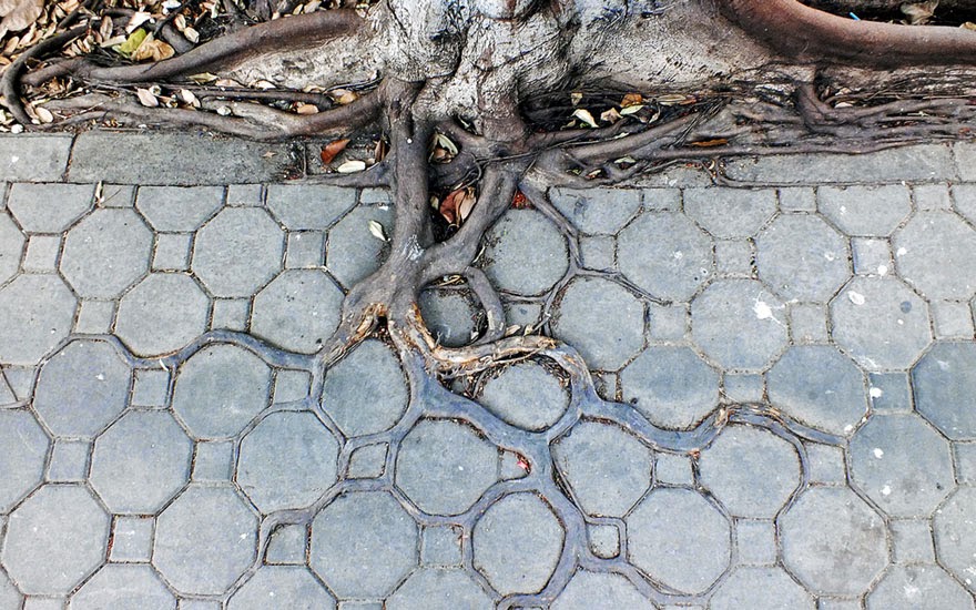  La desigual lucha de unas pocas raíces contra el asfalto Raices+creciendo+en+aceras+cemento+asfalto+4