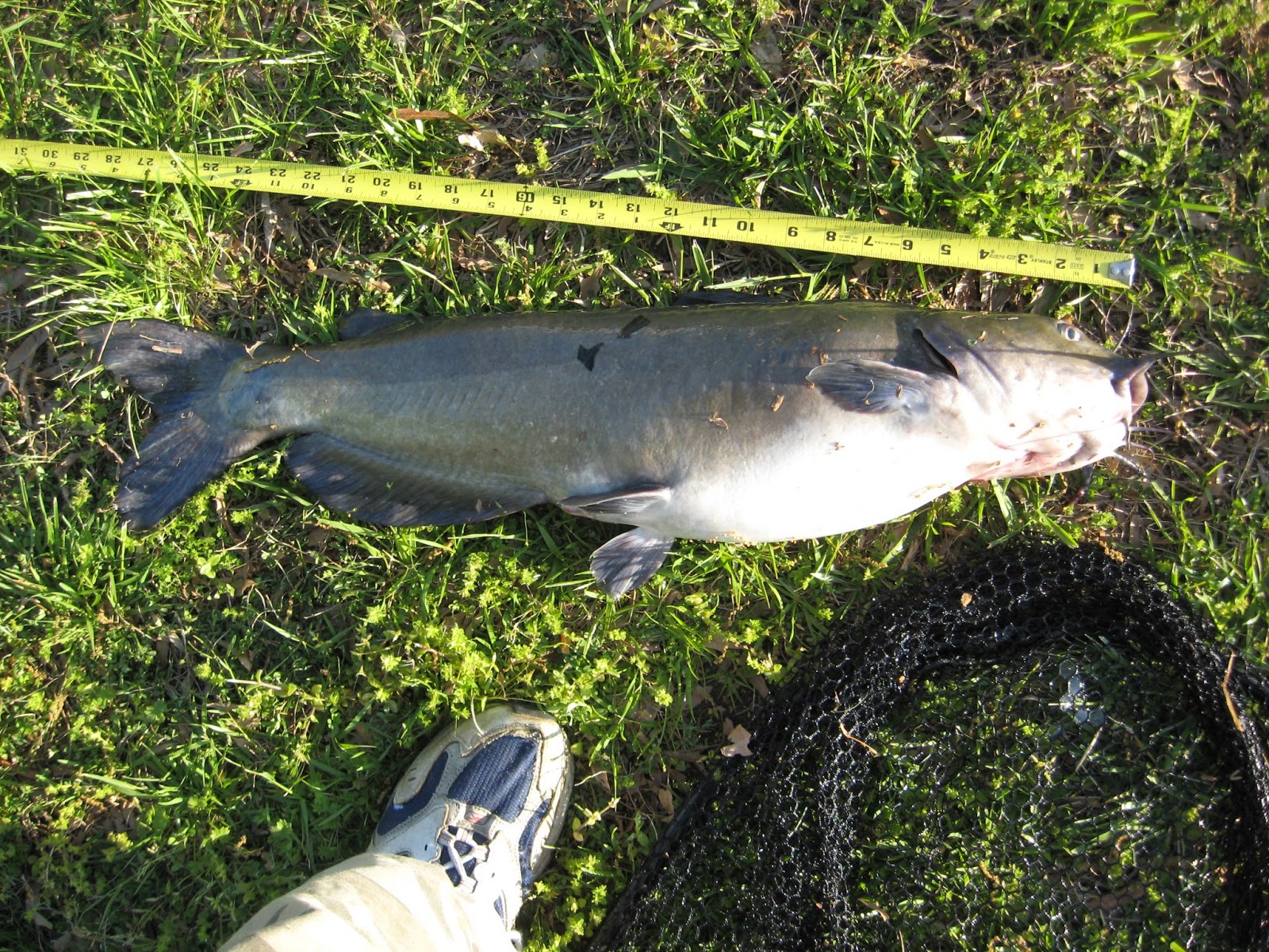 West Neck Creek Ramblings His Biggest Channel Catfish to Date