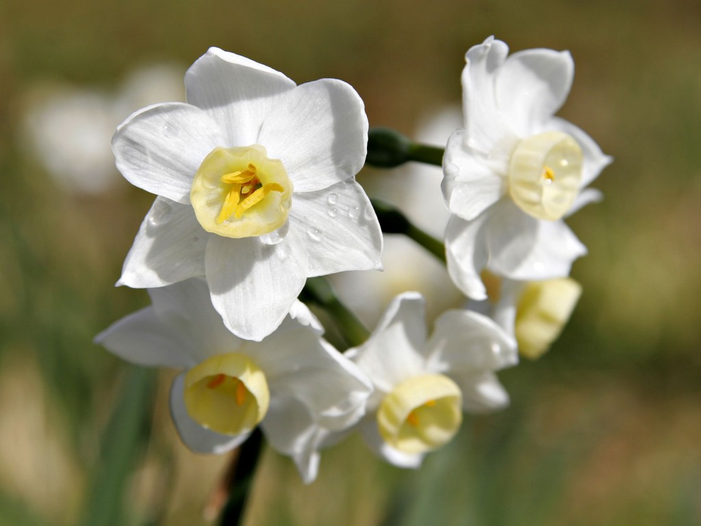 BLOG JONQUIL The Meaning Of Jonquil