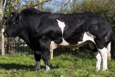 Hasil gambar untuk sapi berotot