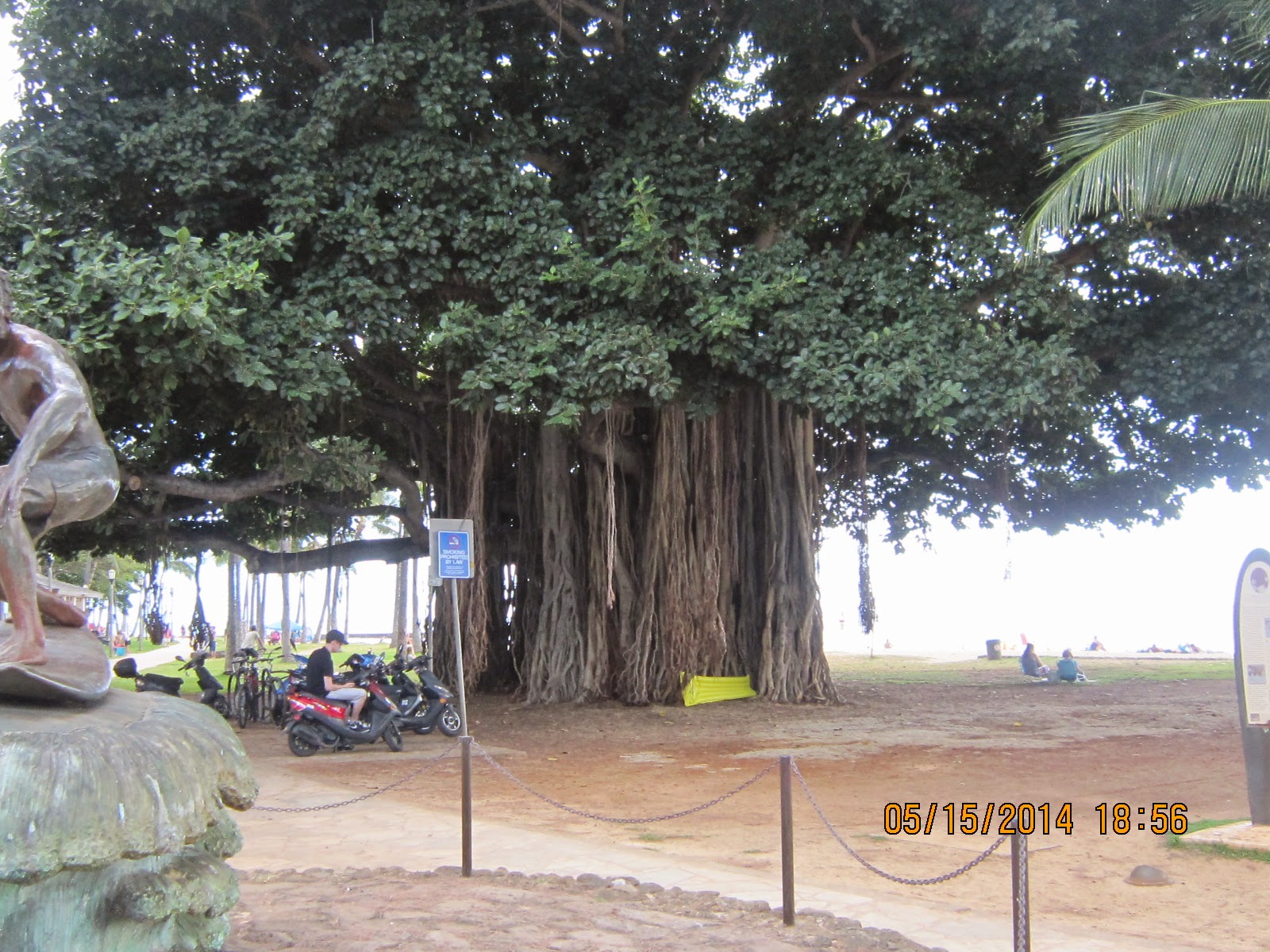 THE TREES OF WAIKIKI