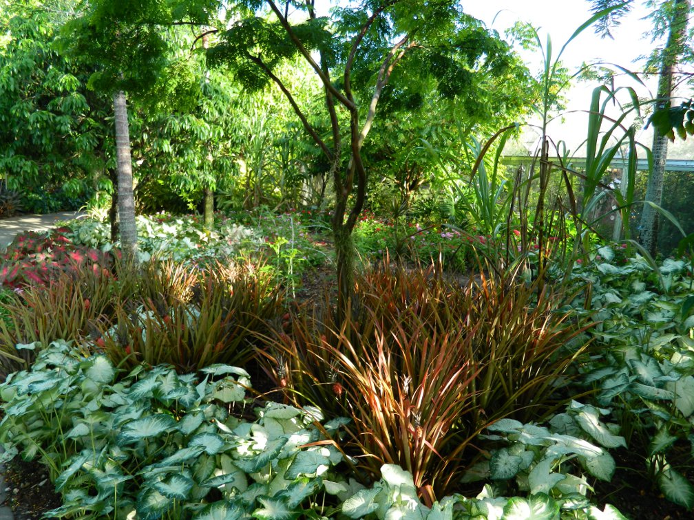 Massed caladiums pineapples Brazilian Garden Naples Botanical Garden by garden muses-a Toronto gardening blog Massed caladiums pineapples Brazilian Garden Naples Botanical Garden by garden muses-a Toronto gardening blog