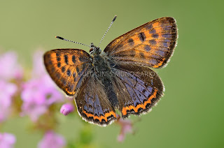 Lycaena helle nueva especie para Castilla y León