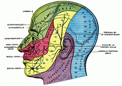 THE FIFTH OR TRIFACIAL NERVE.