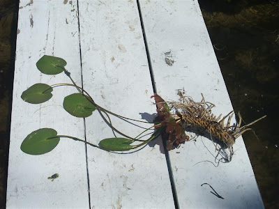 lillypad and root ball, michigan lake, long lake, 
