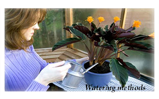 Plants Care - Watering methods For plants