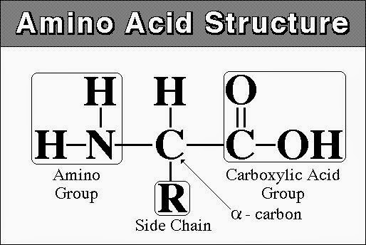 struktur asam amino