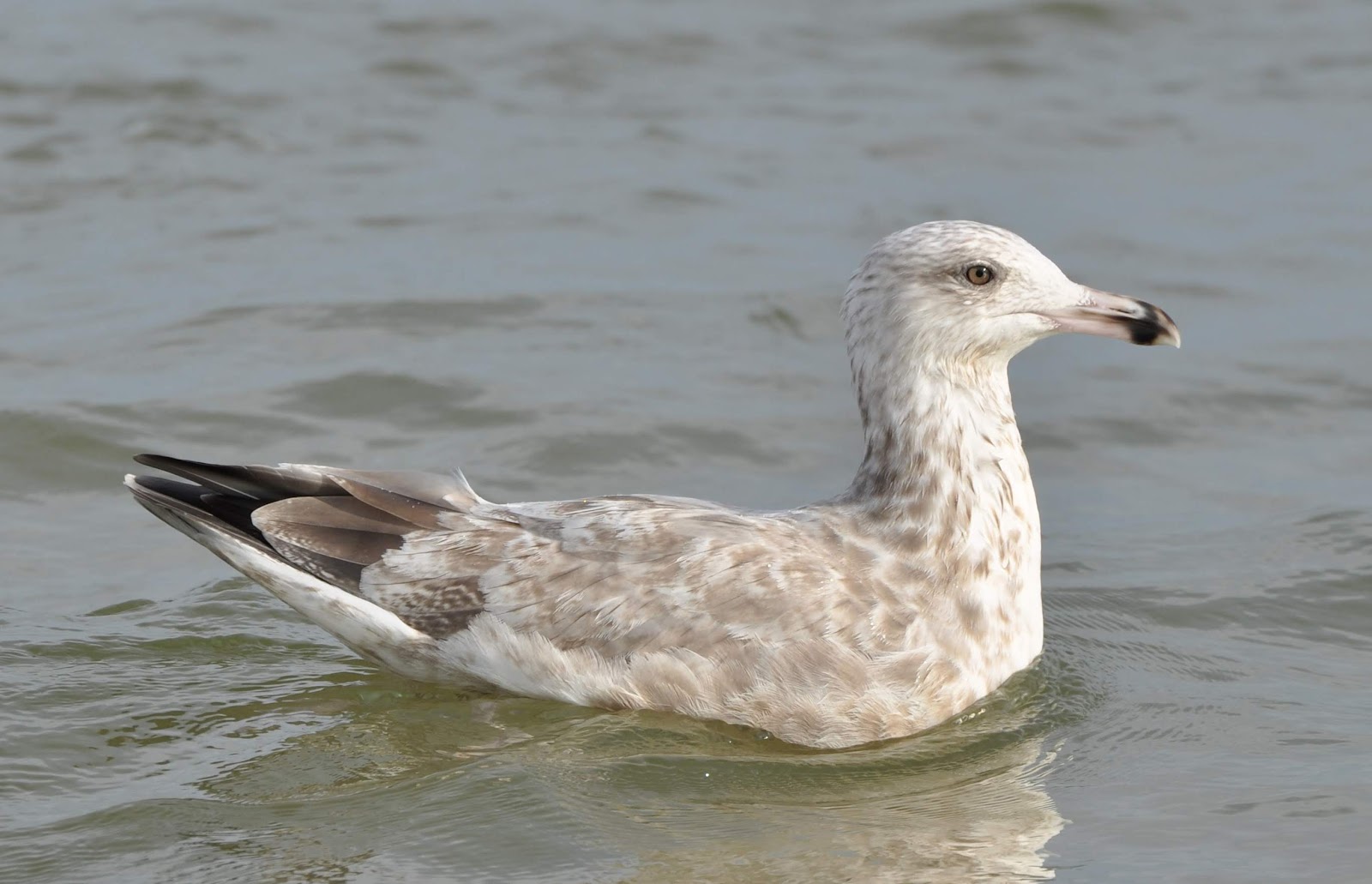 Anything Larus 2nd Cycle American Herrings in Michigan