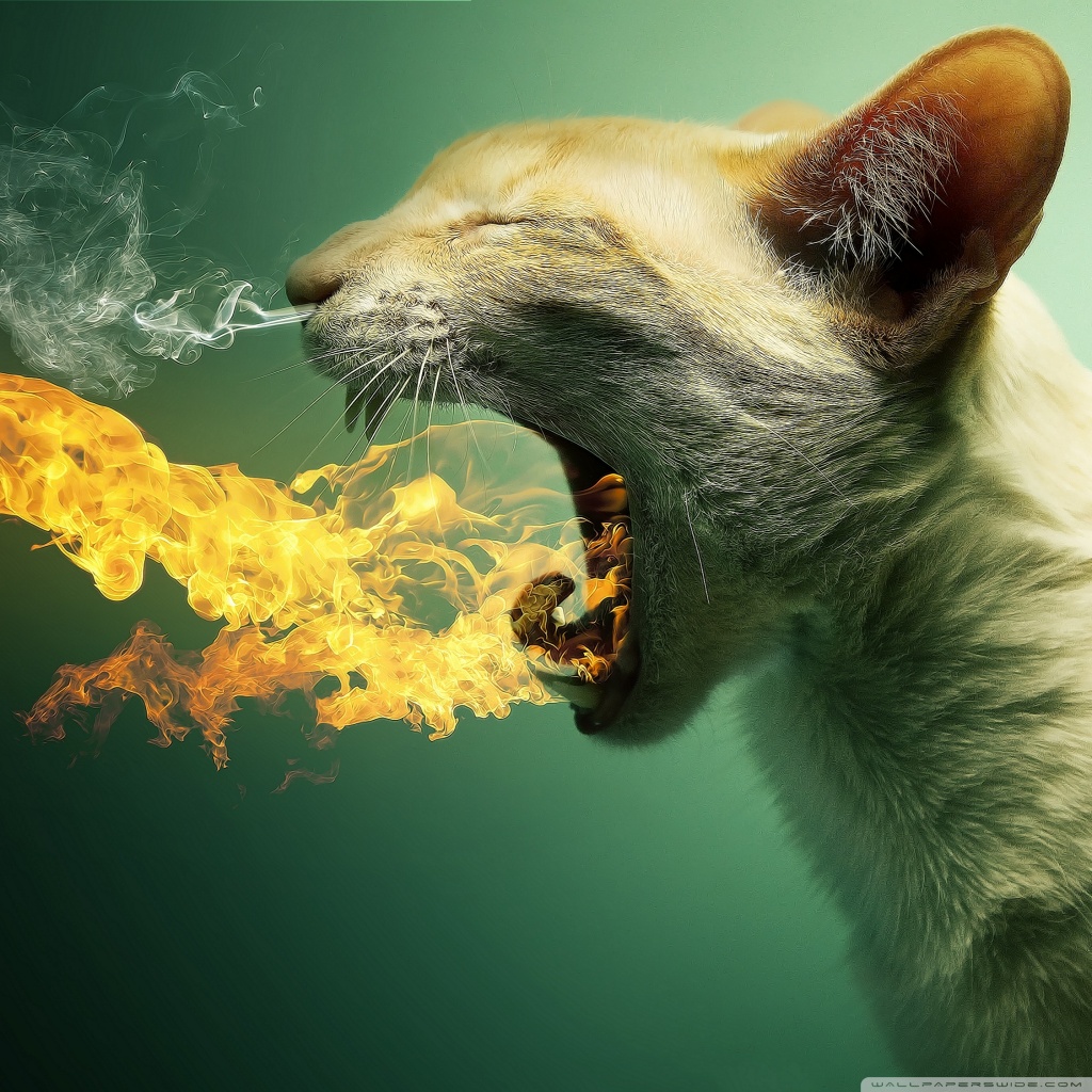 http://4.bp.blogspot.com/-bqZ9z1bZVfg/UIeYBA-aCqI/AAAAAAAAE_0/T3DmJgJBxc0/s1600/cat08.jpg
