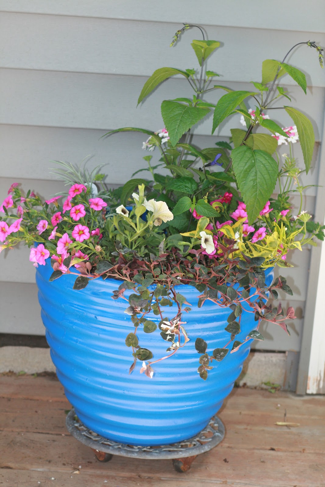 Cheesehead Gardening Putting Together Annual Containers