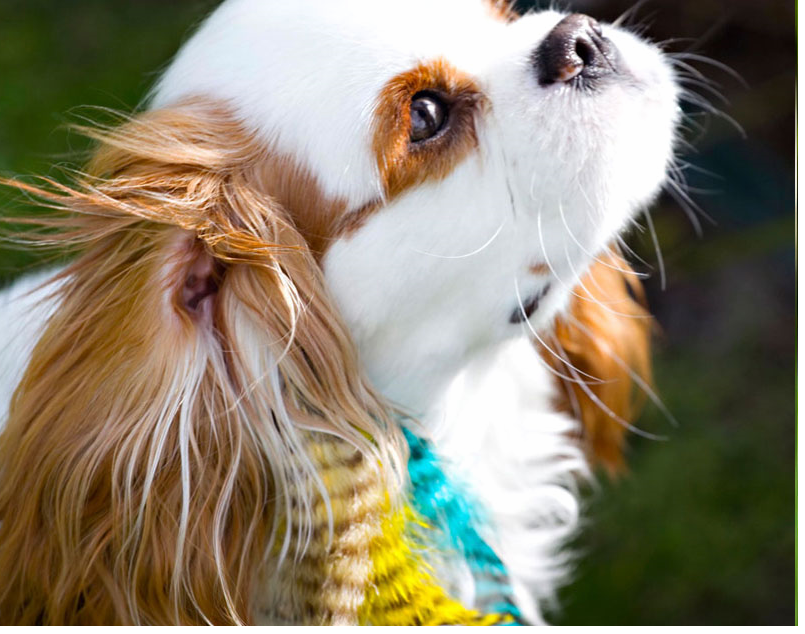 The Lash Boutique Puppylocks Feather extensions for your best friend.