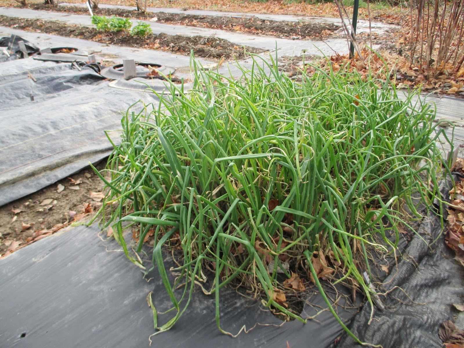 The Deliberate Agrarian Growing Onion Sets(An Ongoing Experiment)