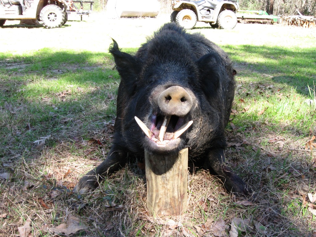 East Texas Hog The Hunting Game