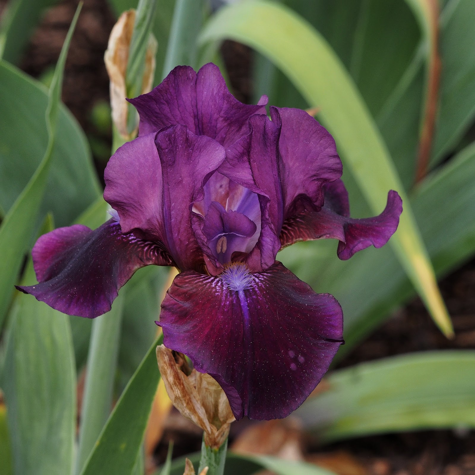 Many Shades of Purple, #iris #flower #flowerpower #purpleiris #elizabethpark #hartfordCT Many Shades of Purple, #iris #flower #flowerpower #purpleiris #elizabethpark #hartfordCT