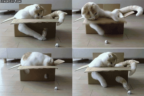 cat-in-a-box-gif.gif