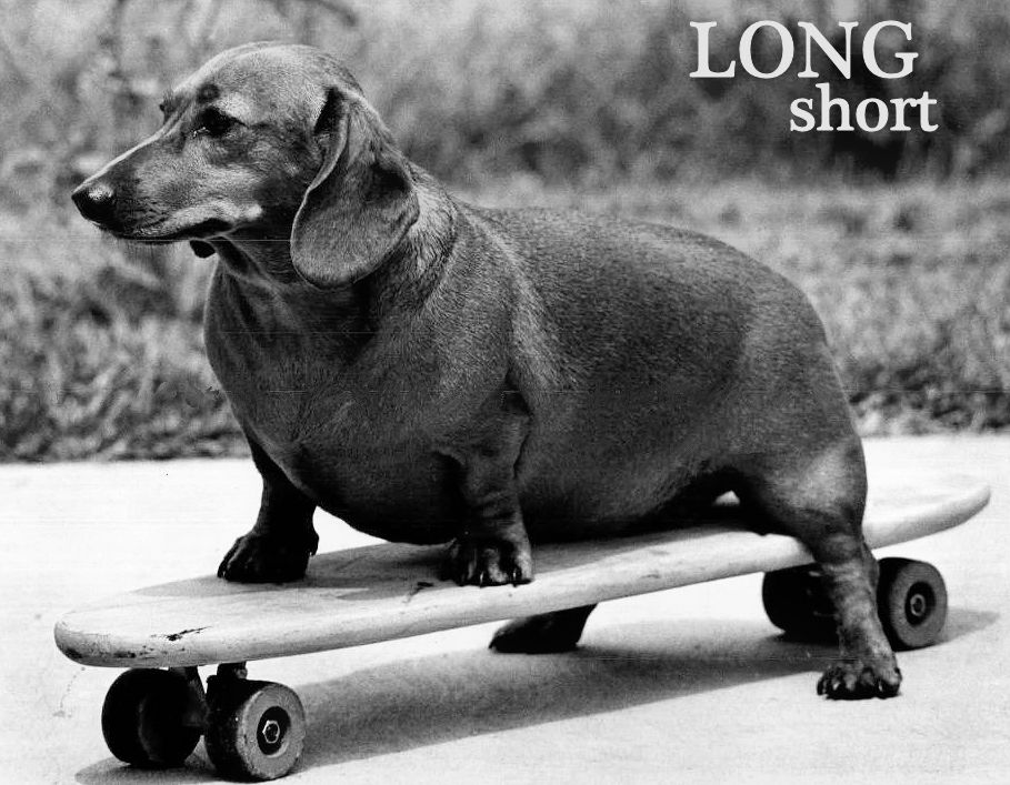 The Long and Short of it All A Dachshund Dog News Magazine Vintage