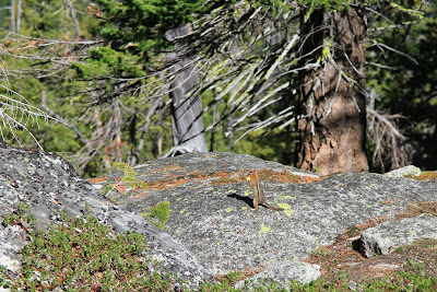 Chipmunks We Encountered on Our Climb to Colchuck Lake
