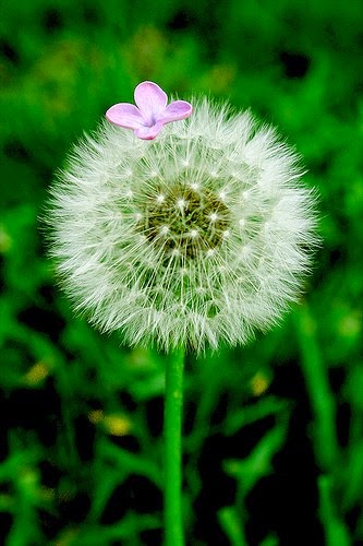 20 best dandelion flowers wallpapers 20 best dandelion flowers wallpapers