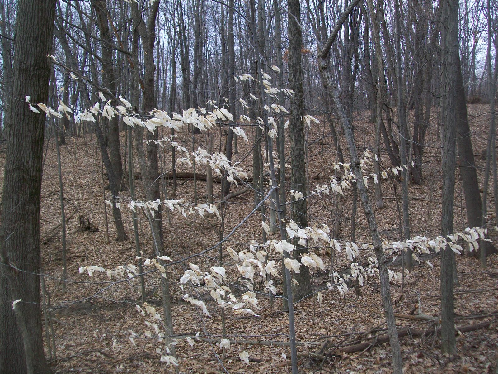 strongsville whispering pines nature strongsville whispering pines nature
