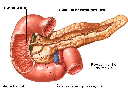 pancreatitis diagram birmingham news shining a light on the pancreas pancreatitis diagram birmingham news shining a light on the pancreas