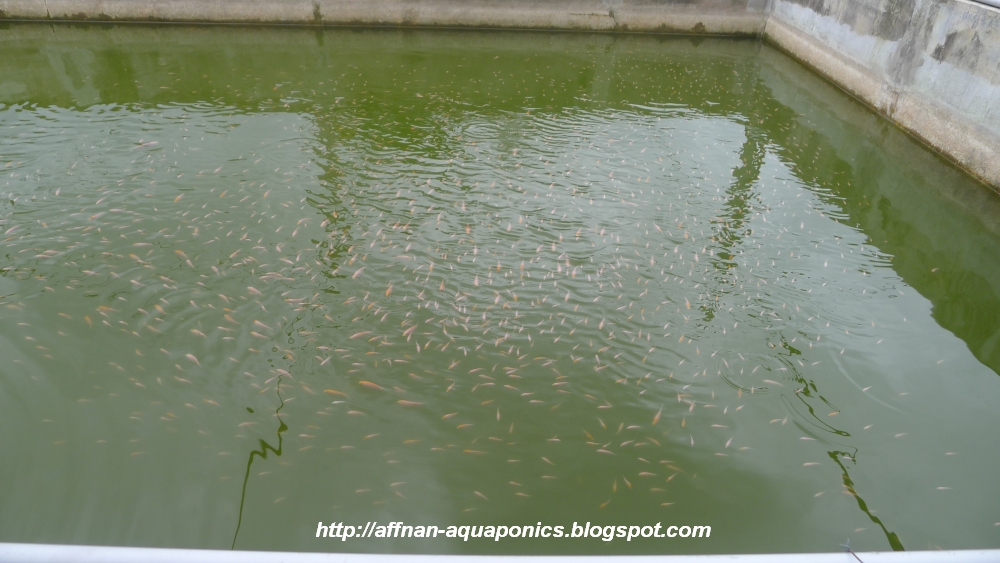 Affnan's Aquaponics Fresh Tilapia Fingerling