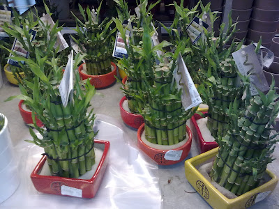 Kuweight 64 Lucky Bamboo