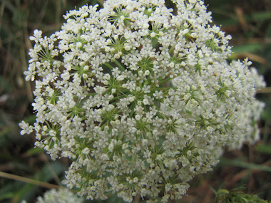 Queen Anne's Lace