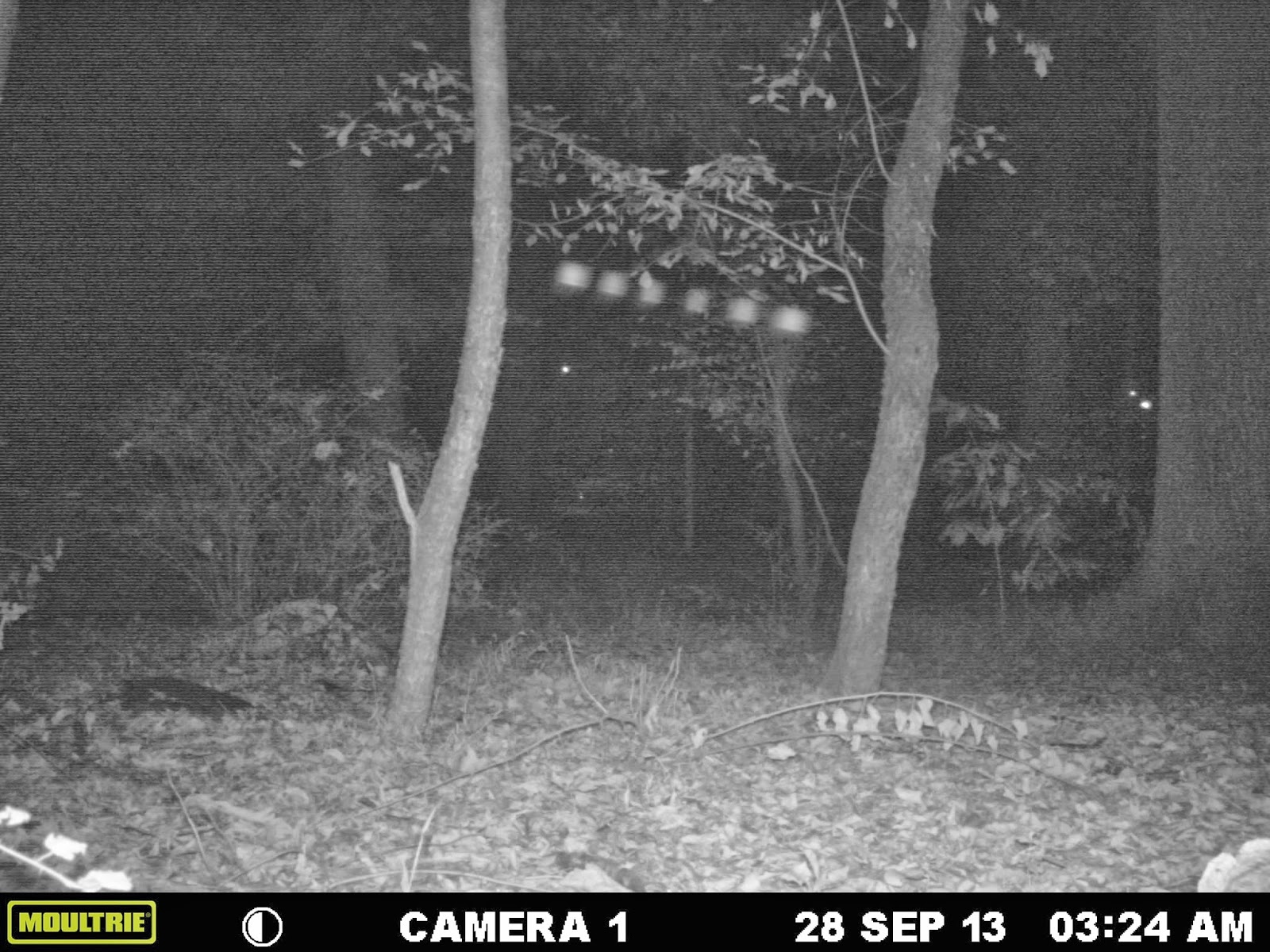 Light Anomalies Captured On Trail Cam