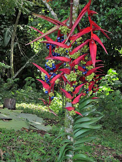 Wild Heliconia Flower Wild Heliconia Flower
