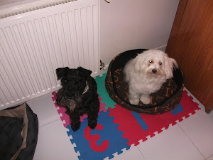 rocco y bichon Maltes