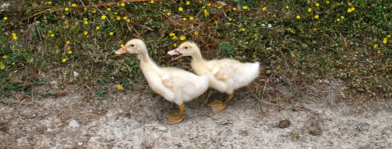 Ducklings getting out of the way of Thomas Ducklings getting out of the way of Thomas