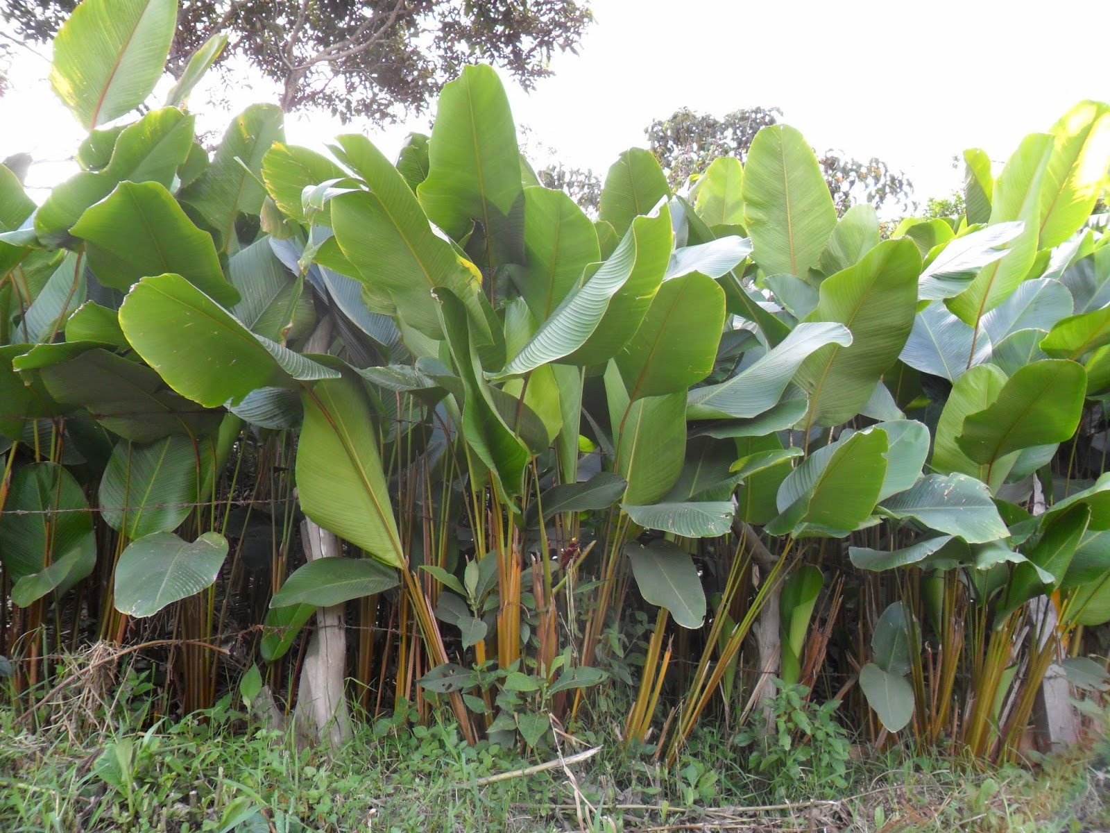 andandoporbogota LA PRESENCIA DE LA HOJA DE BIJAO EN EL BOCADILLO VELEÑO I