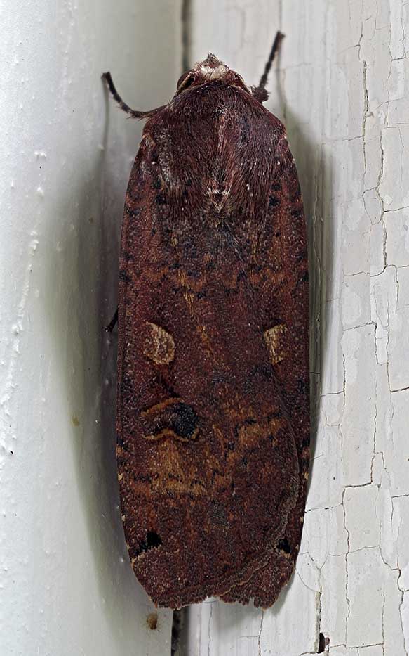 Allmänt bandfly. Noctua pronuba. Nykarleby