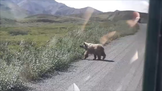 Brown bear in Denali National Park