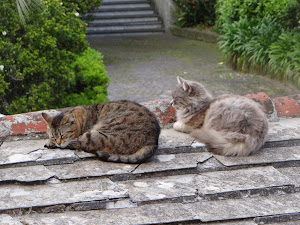 A SUNNY DAY ON THE ROOF