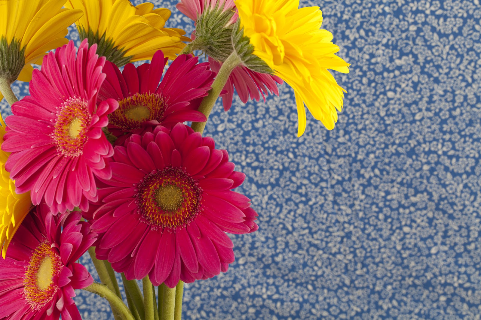 targetas de flores