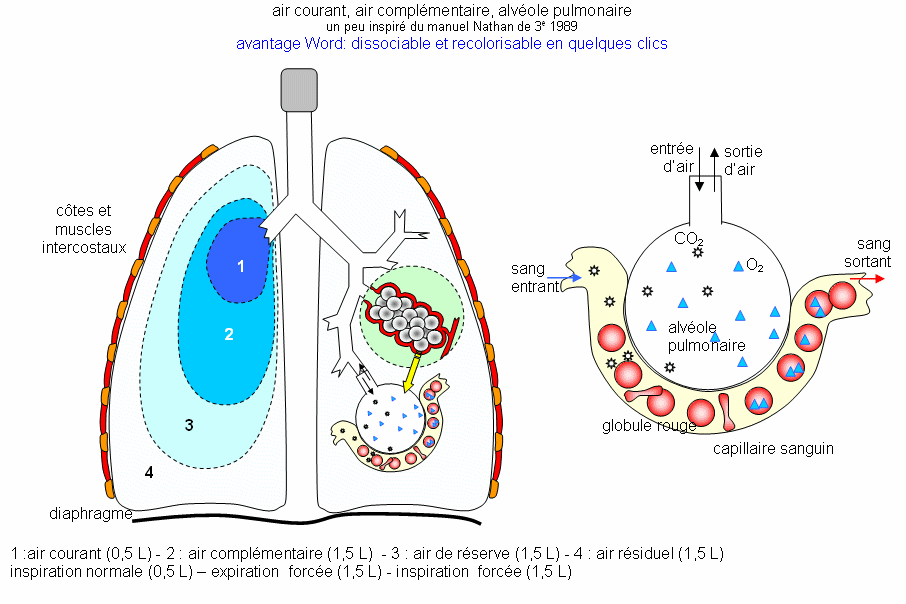 Physiologie respiratoire Récap' IDE