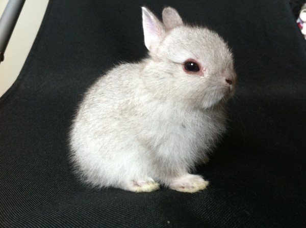 dwarf chinchilla for sale