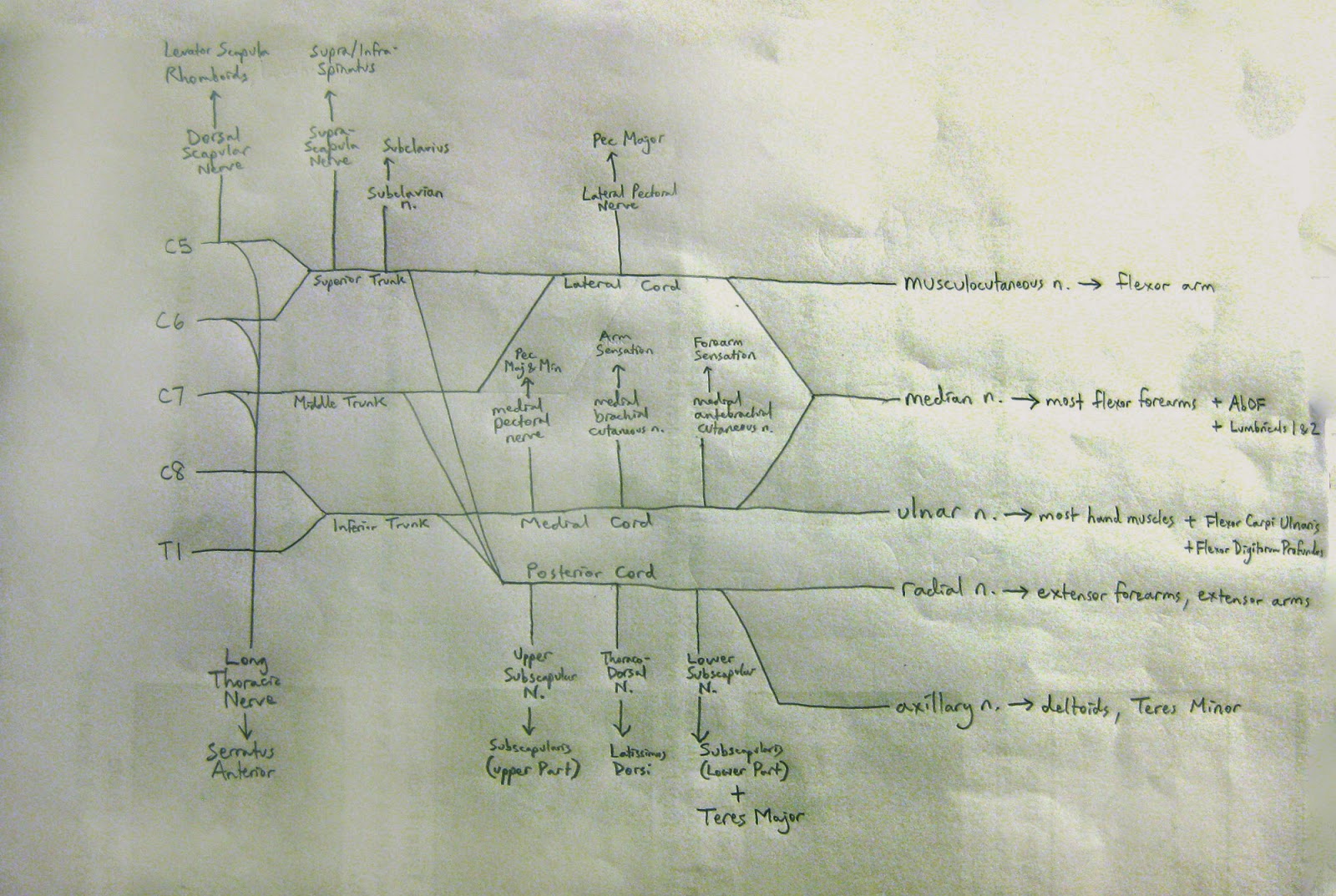 the medical invincible group mig brachial plexus mnemonics brachial plexus mnemonic