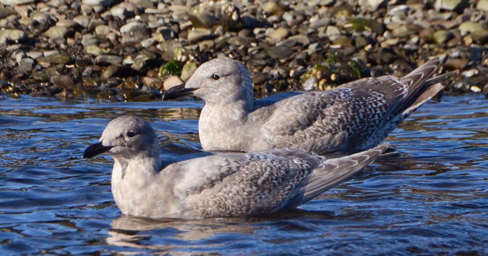 Bird Hybrids American Herring Gull x Glaucouswinged Gull