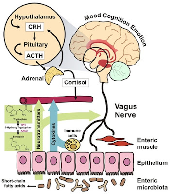 how your gut flora influences your health