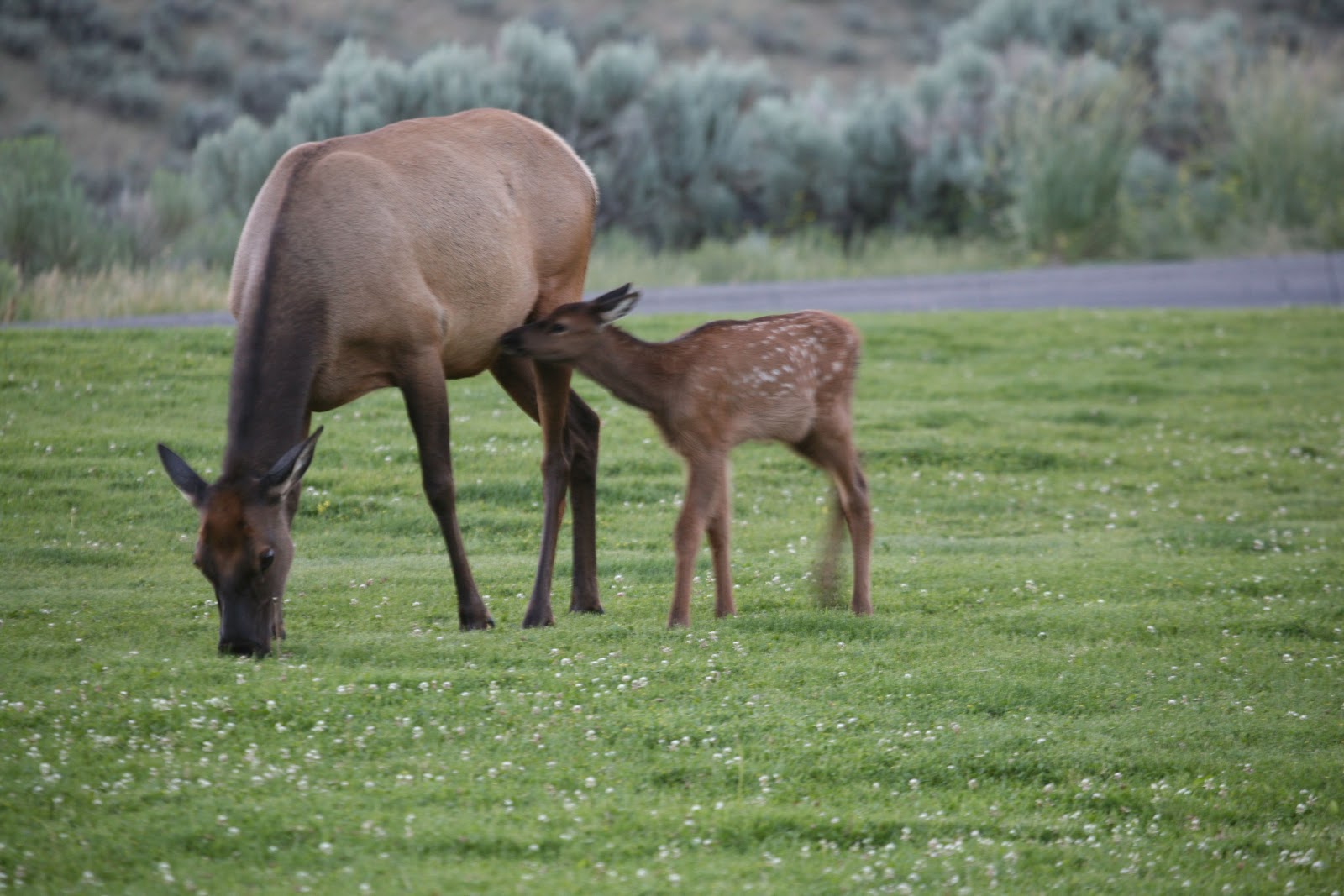 The Azure Gate Mother's With Babies Easy and Hard