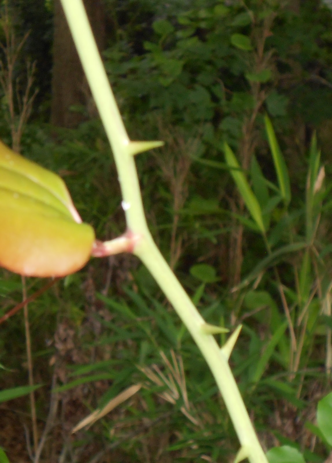 Still WatersNotes from a Virginia Shire Something