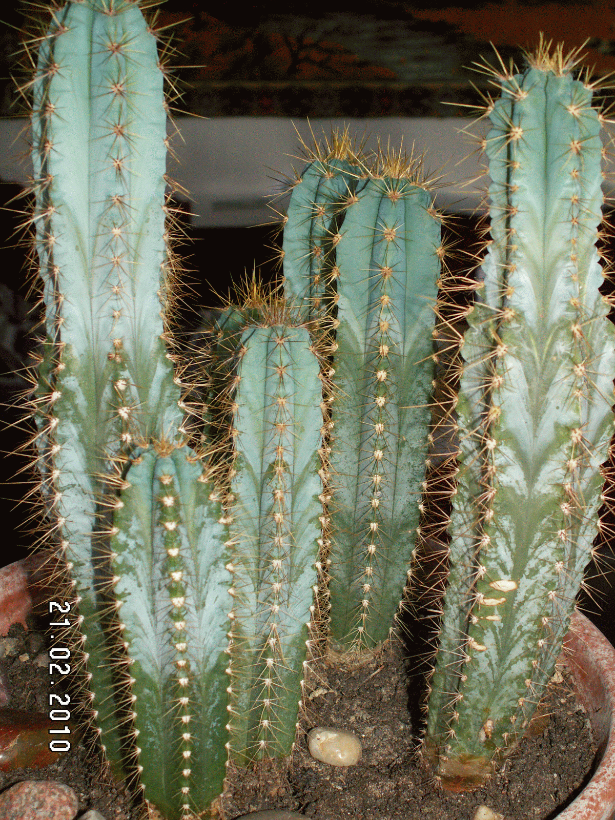 kaktus lajit