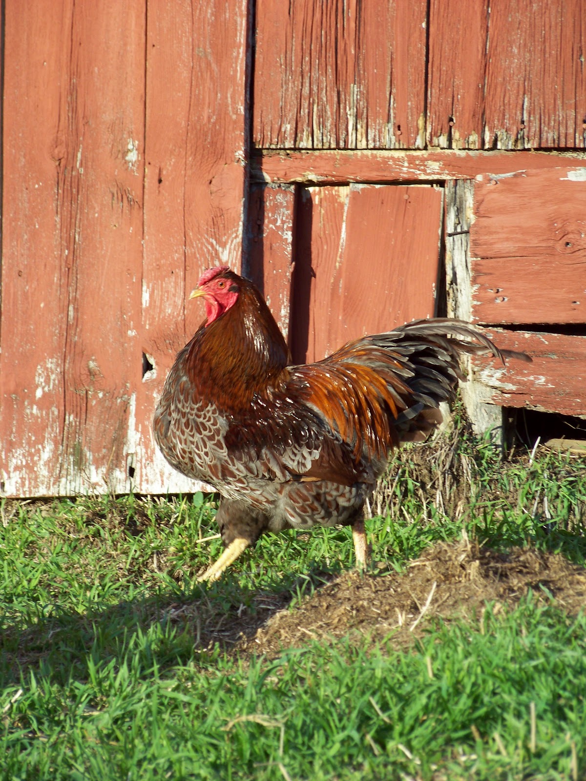 Tough Meat, Tough Decisions Intro to Homemade Chicken Sausage
