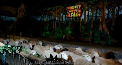 sheep in animal parade at Zoobic Safari